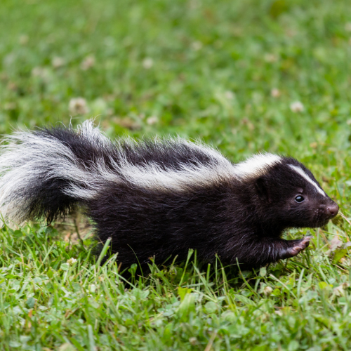 Managing Risk:The Tale (or is that tail?) of the Loaded Skunk.